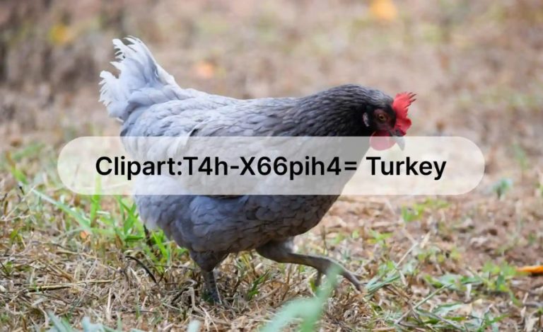 Clipart:t4h-x66pih4= Turkey